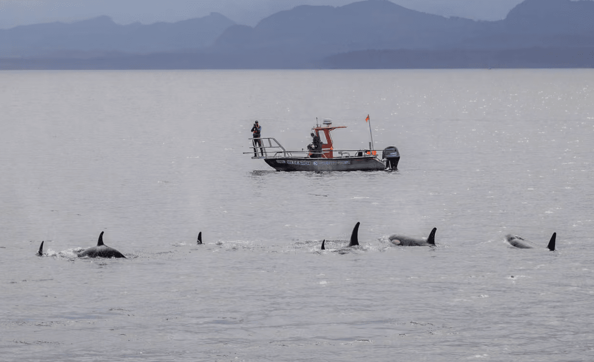 نەهەنگ و دۆلفین بەیەکەوە ماسیی سەلەموون ڕاو دەکەن