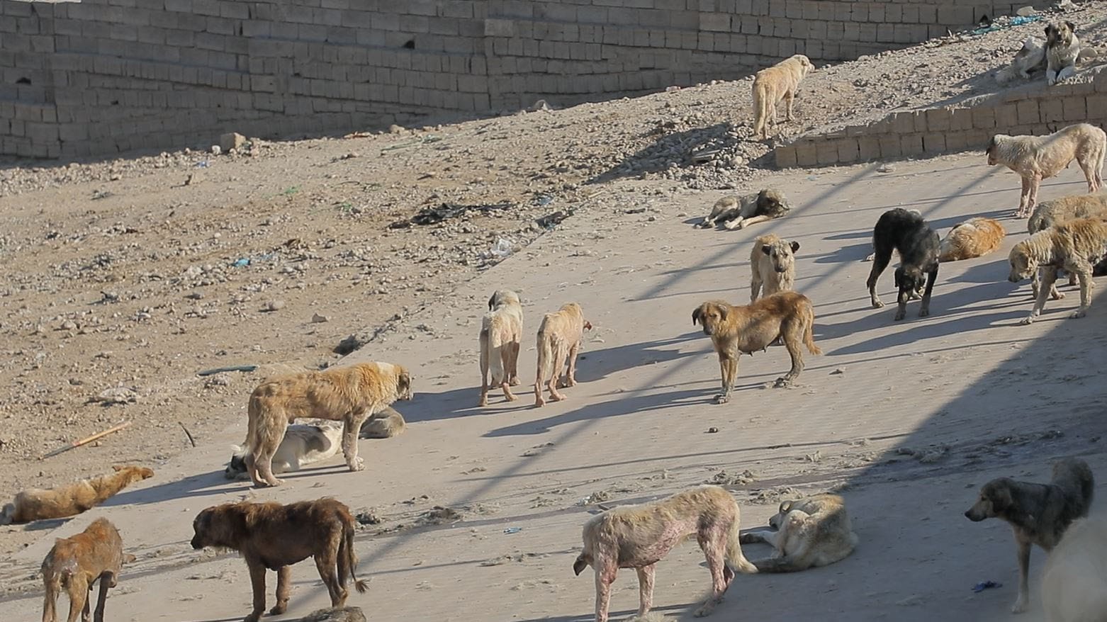 شەڵتەری سەگی بێلانە لە دهۆک لە ئاییندەیەكی نزیكدا دەكرێتەوە