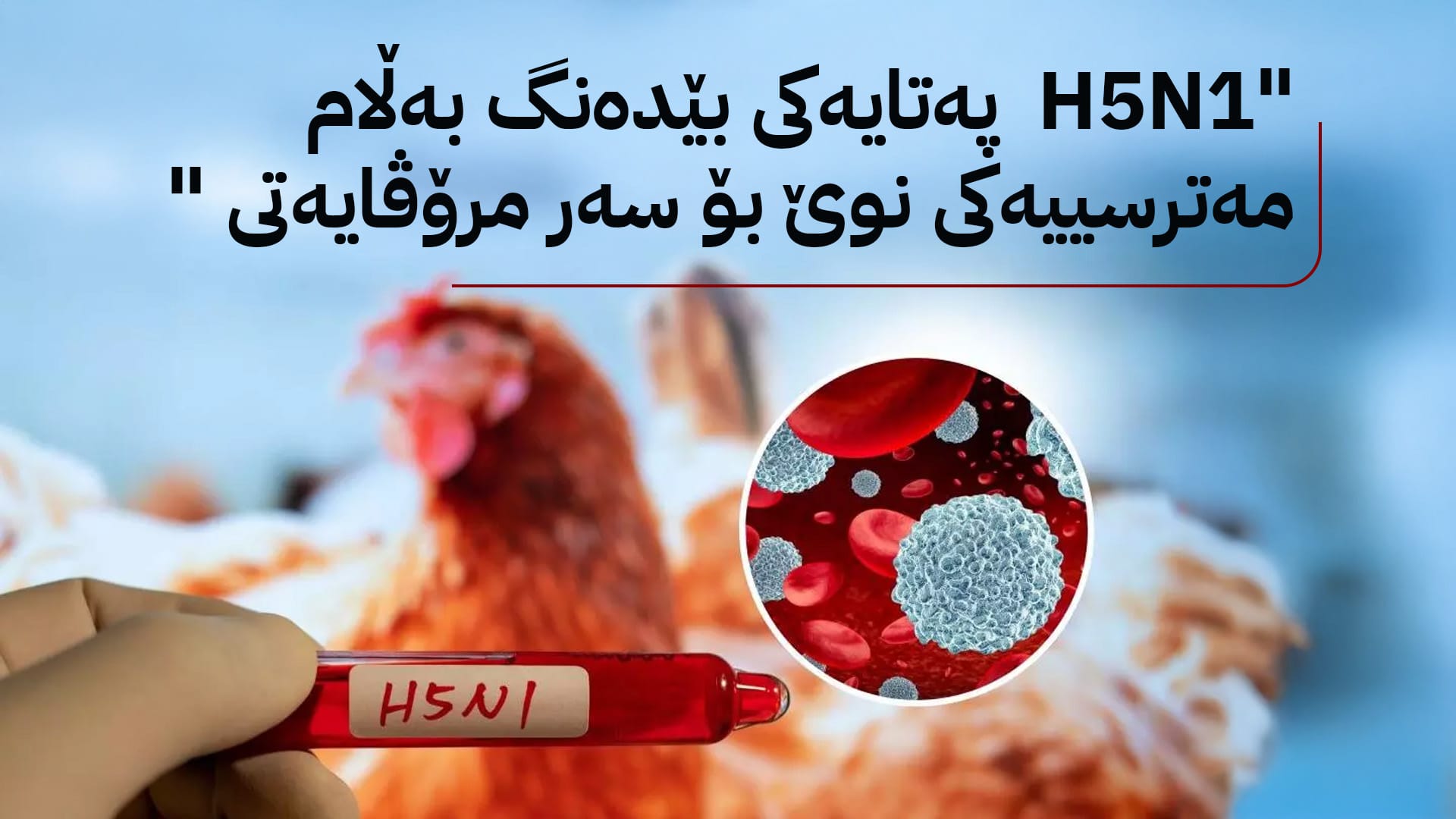 ئەنفلۆنزای باڵندە؛ پەتایەکی نوێ و مەترسییەکی دیکە لەبەردەم مرۆڤایەتیدا