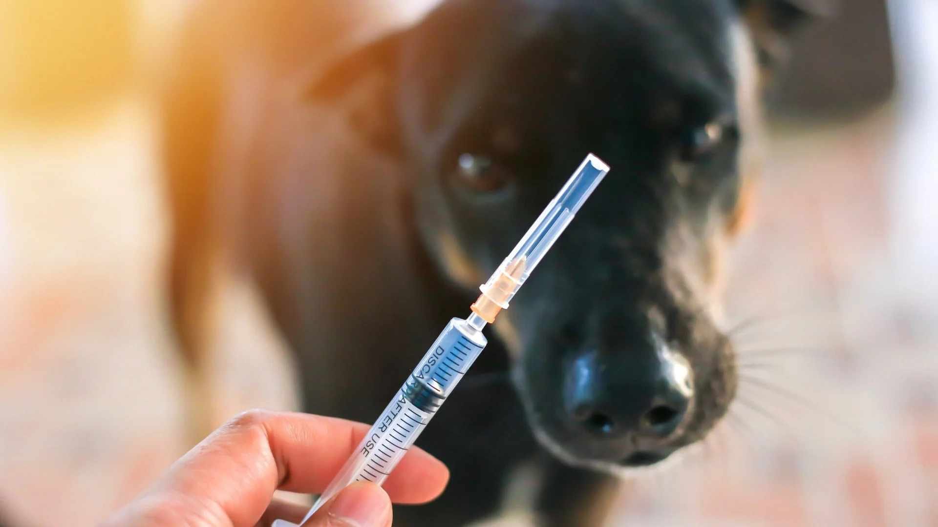 تەندروستیی عێراق: دژەڤایرۆسی هاریی سەگ لە هەموو سەنتەرە تەندروستییەکان بەردەستە