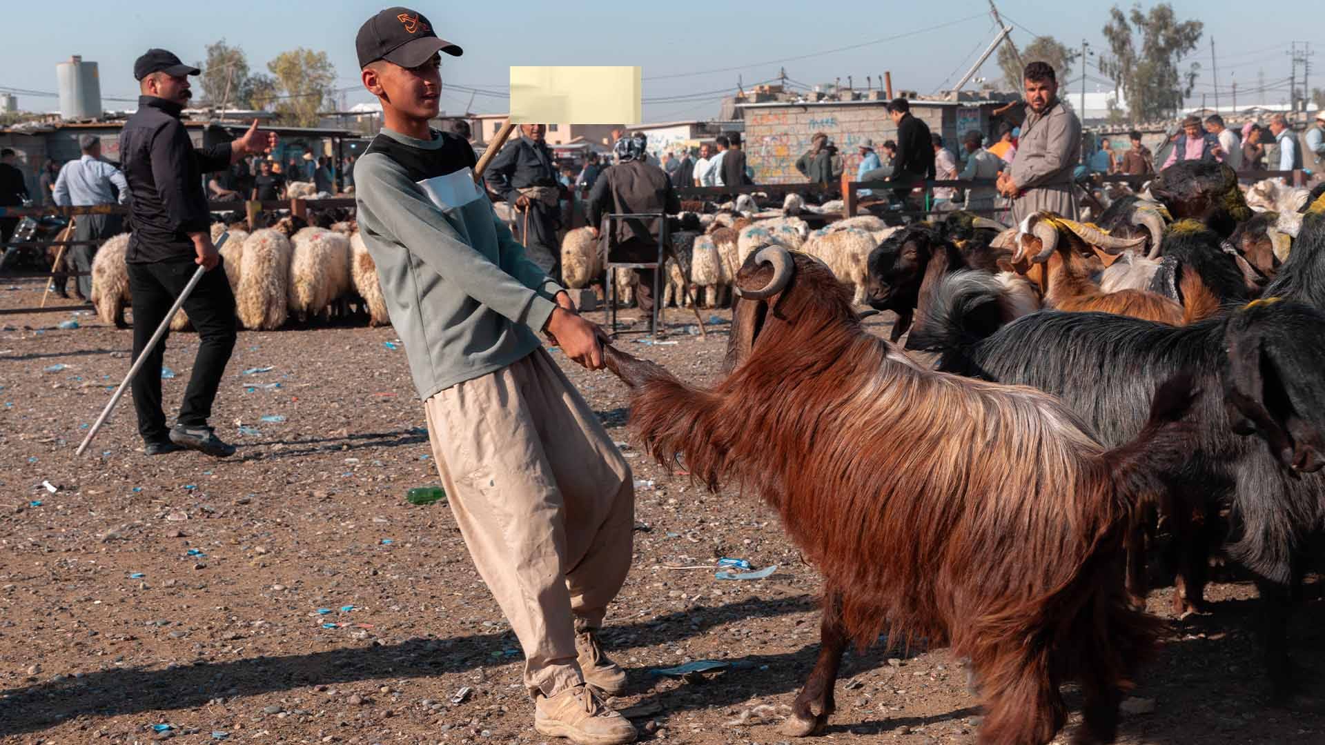 لەمساڵدا نزیکەی 300 هەزار سەر ئاژەڵ هاوردەی هەرێمی کوردستان کراون