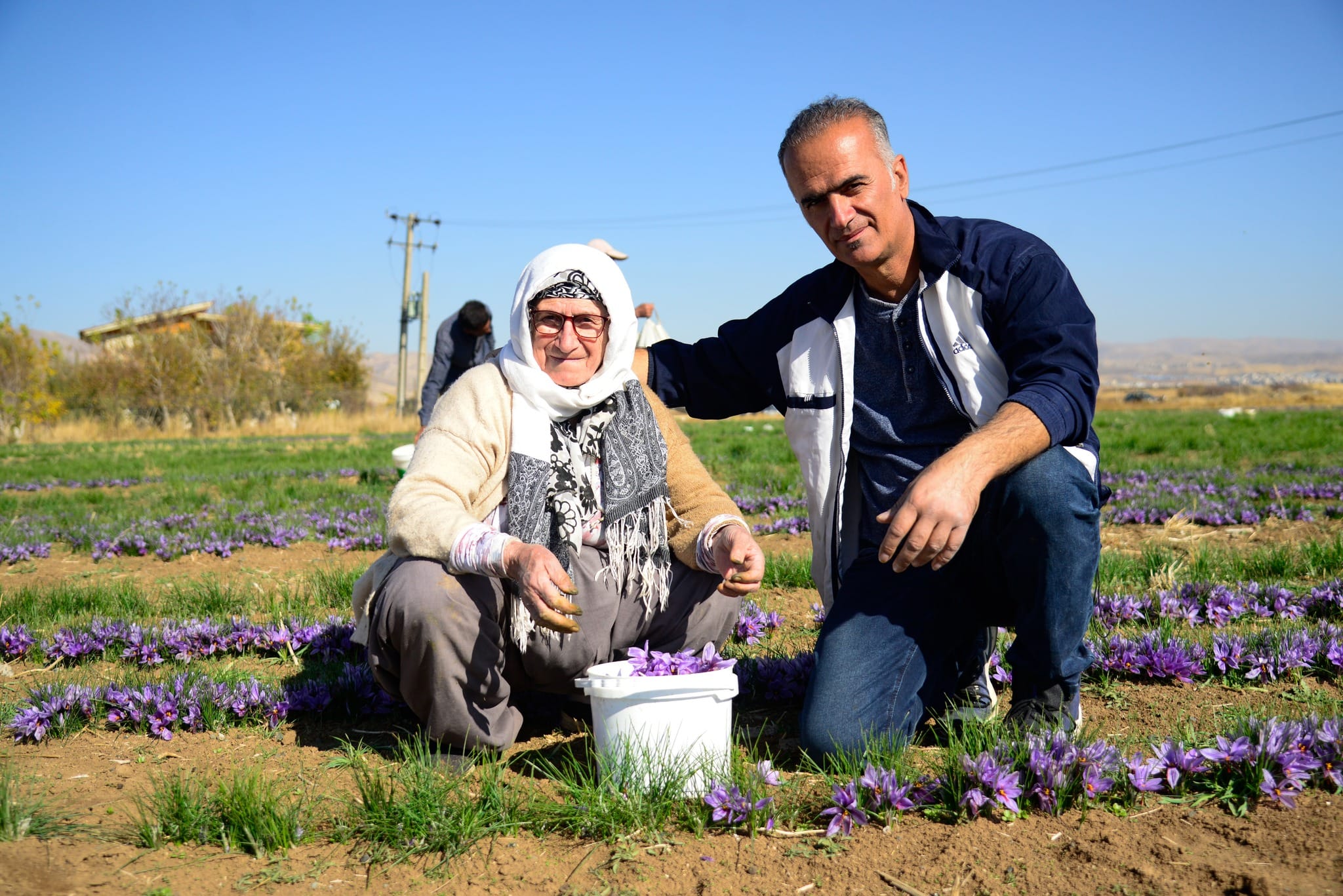 جووتیارێکی کامیاران بە چاندنی زەعفەران هەلی کار بۆ 2500 کەس دەڕەخسێنێت