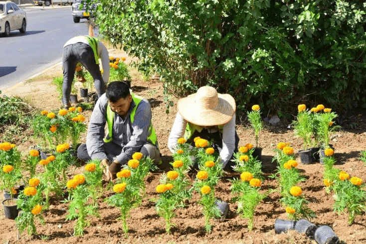 لە ساڵێکدا زیاتر لە 100 هەزار دار و گوڵ لە نەمامگەکانی هەولێر بەرهەمهێنراوە