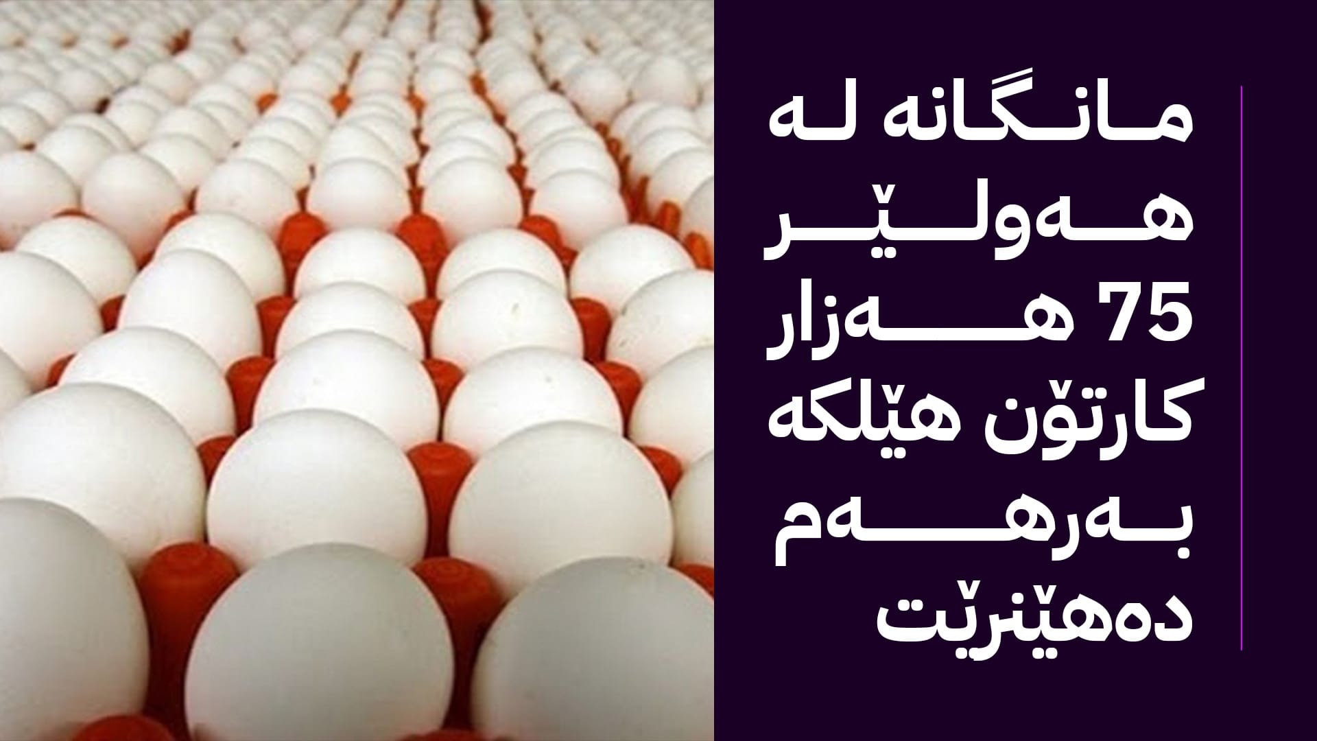 لە هەولێر 315 هەزار کارتۆن هێلکە ڕەوانەی پارێزگاکانی ناوەڕاستی عێراق دەکرێت