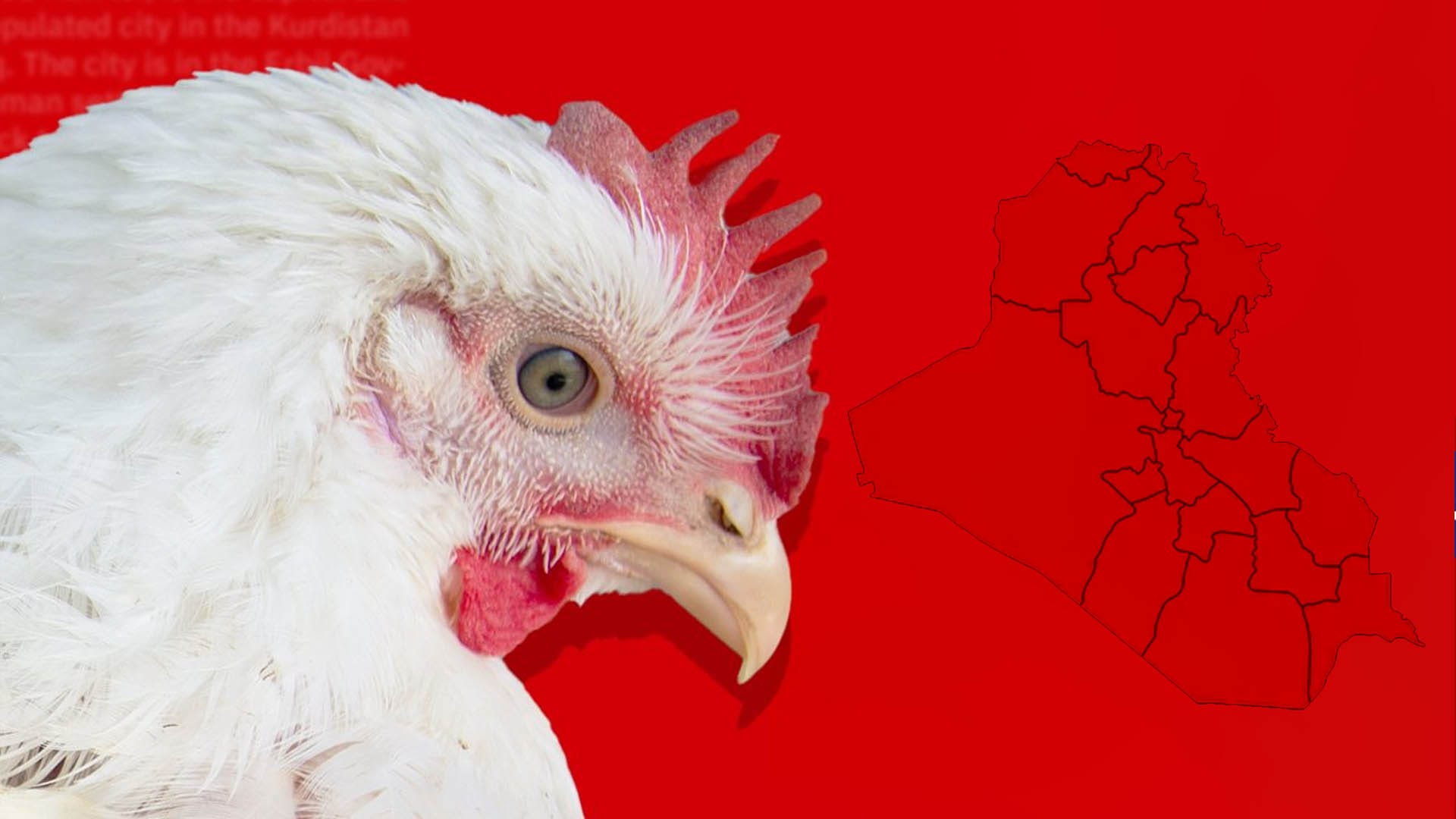 عێراق هاوردەی مریشک لە دەرەوەی وڵات قەدەغە دەکات و کێڵگەکانی کوردستان دەبنە شوێنگرەوە