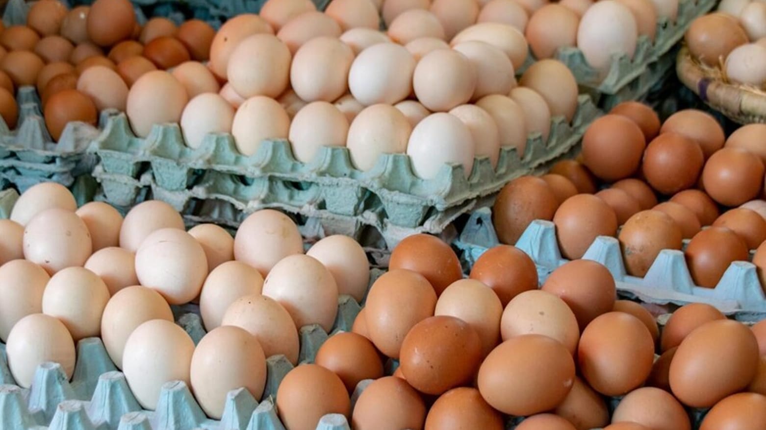 هێمن سەید موراد: هەولێر پێنج هێندەی پێویستیی ناوخۆ هێڵکە بەرهەمدەهێنێت