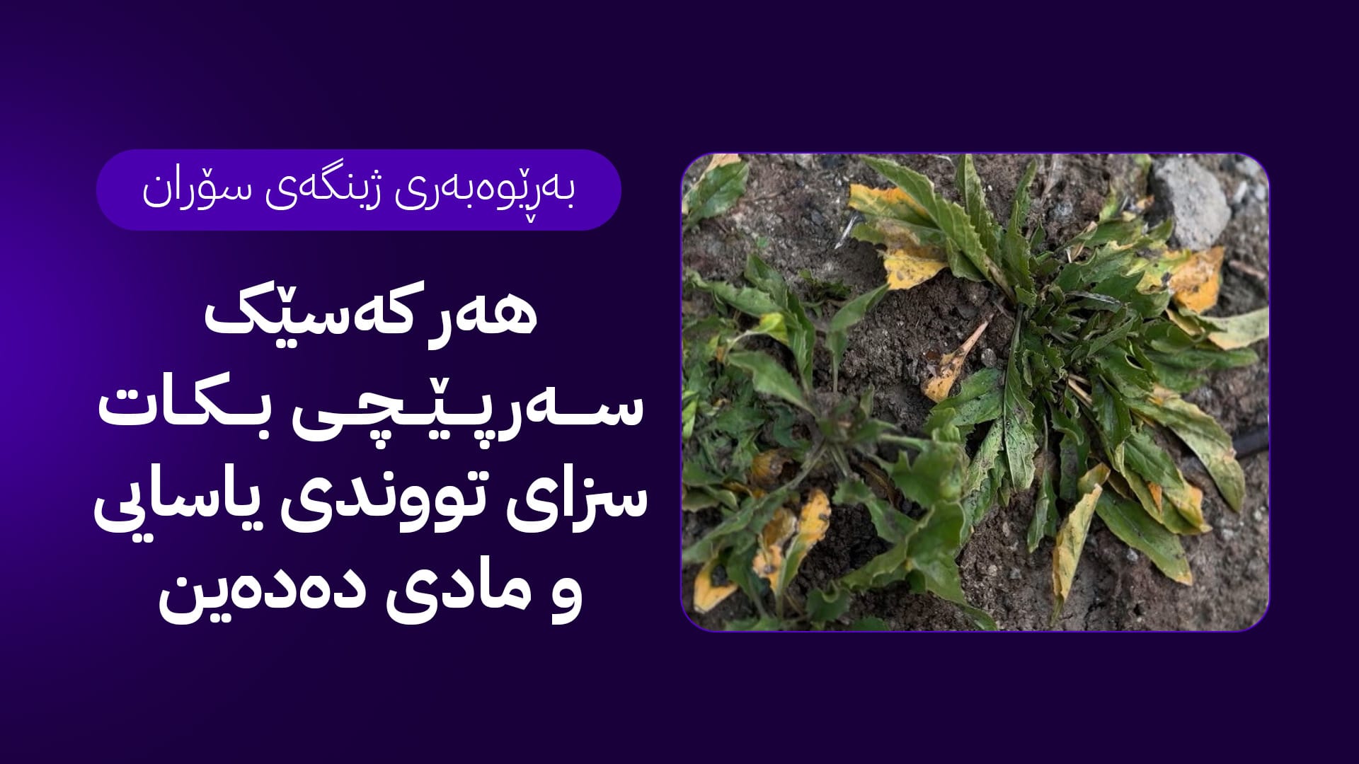 لە سنووری سۆران ڕێنمایی نوێ بۆ گیابەهارییەکان دەردەکرێن