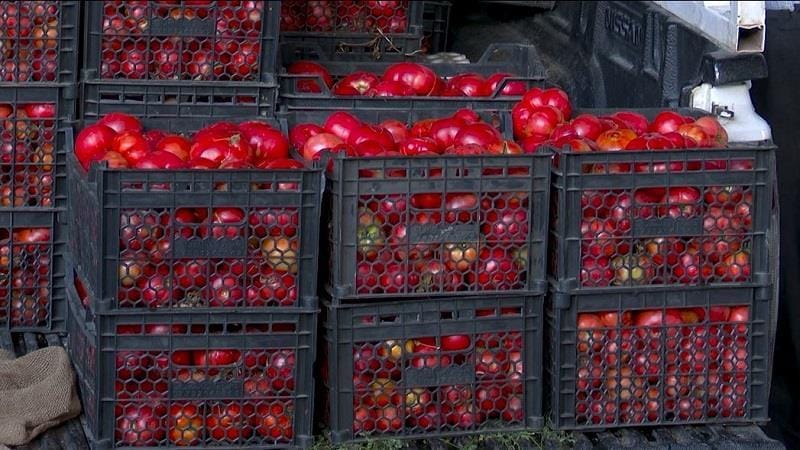 هەرێمی کوردستان لە بەرژەوەندیی جووتیارانی عێراق بڕیاری قەدەغەکردنی هاوردەی تەماتە دەدات