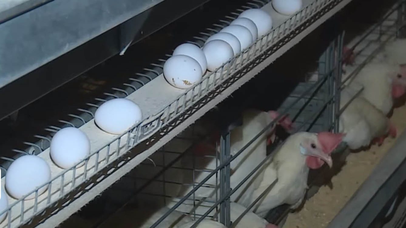 شاندێکی هەرێمی کوردستان بۆ چارەسەری کێشەی بەرهەمە ناوخۆییەکان لە بەغدان