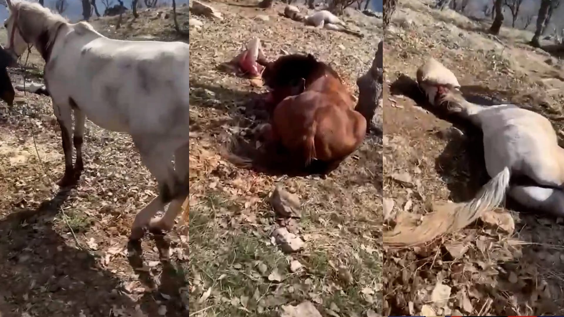 سوپای پاسداران زیاتر لە 20 هێستری کۆڵبەرانی ڕۆژهەڵات دەکوژێت