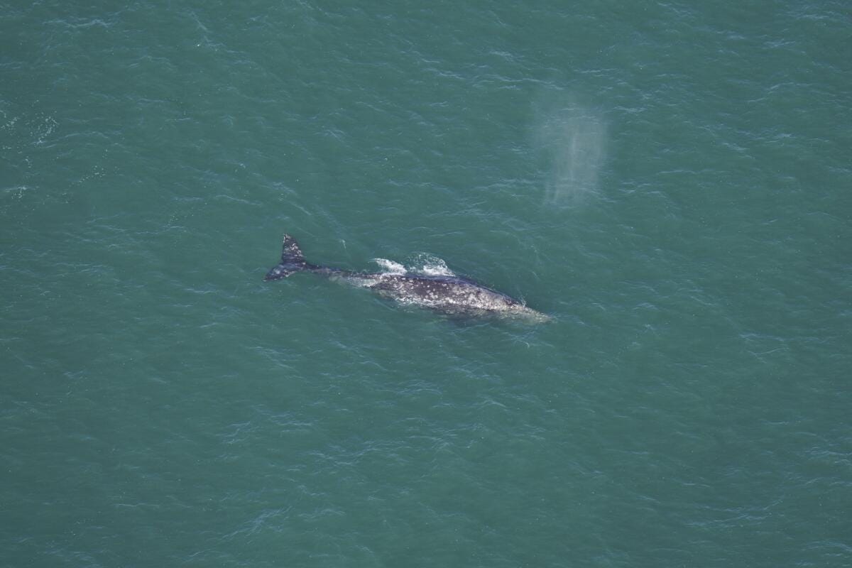 ڕووداوێکی دەگمەن لە زەریای ئەتڵەسی؛ دوای 200 ساڵ نەهەنگێک بینرا
