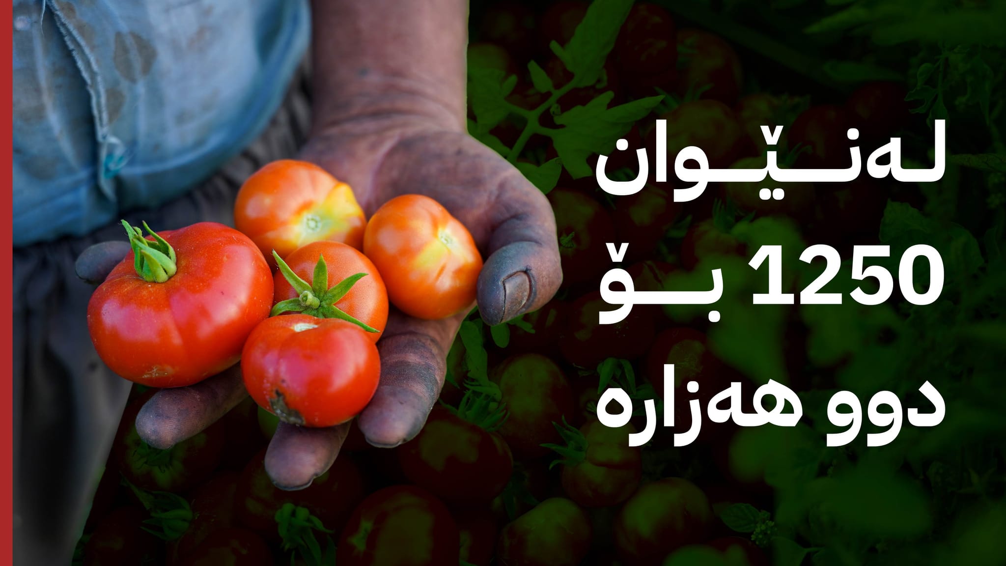 نرخی تەماتە لە بازاڕەکان بەرزدەبێتەوە