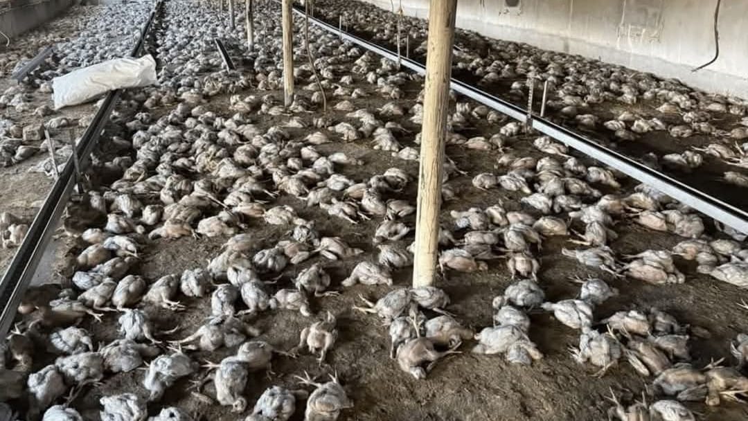 لە سنووری بارزان 10 هەزار مریشک مردار دەبنەوە