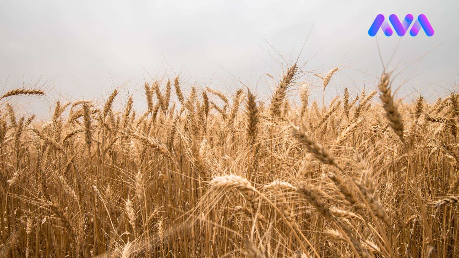 وەزارەتی كشتوكاڵ: بەغدا تاك لایەنانە بڕیاری كەمكردنەوەی وەرگرتنی گەنمی داوە