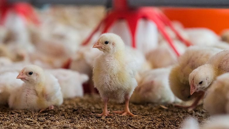 لە هەولێر ئاگر لە کێڵگەیەکی پەلەوەر دەکەوێتەوە و زیانی 6 دەفتەر دۆلار لە خاوەنەکەی دەدات