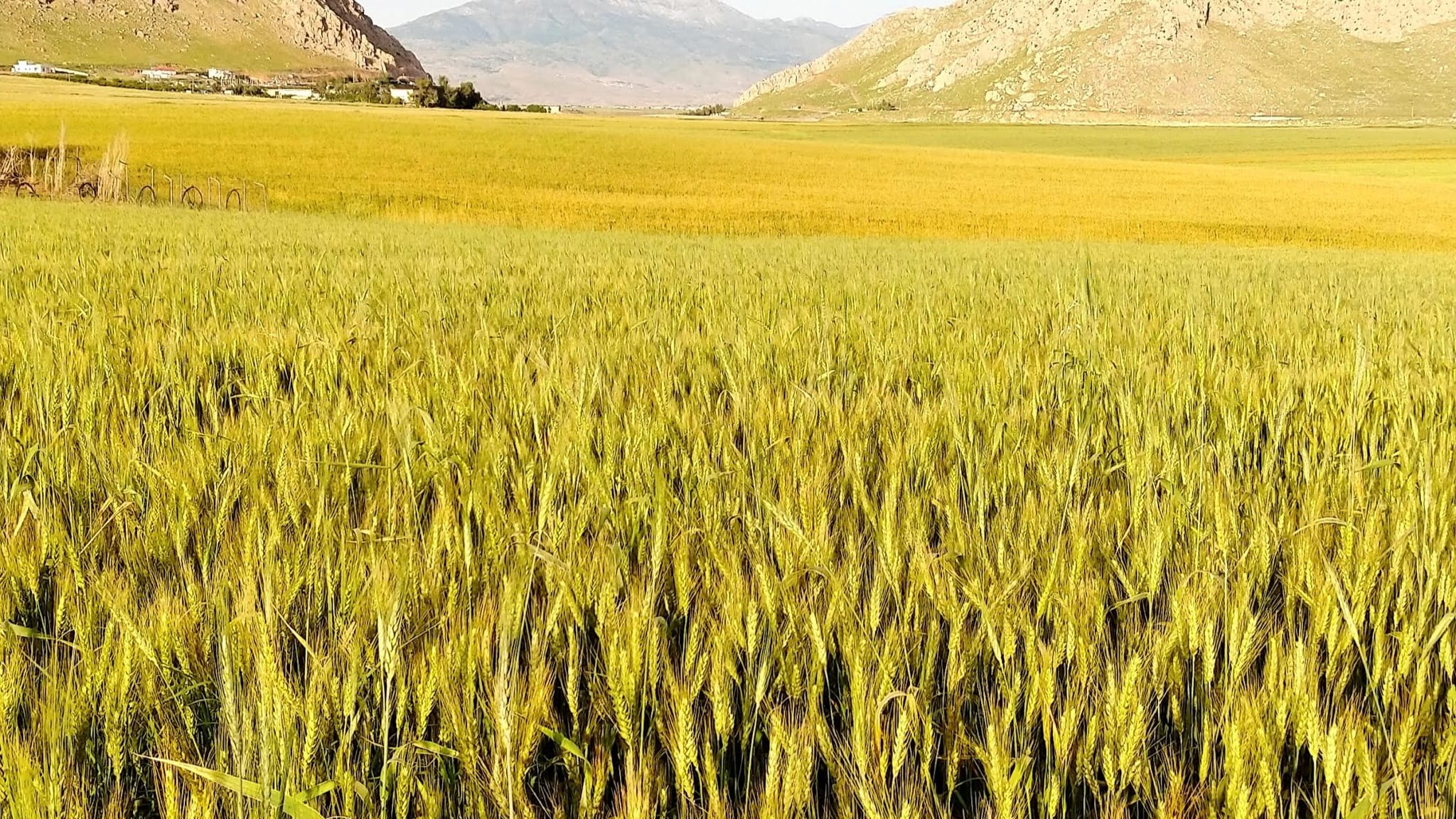 ئاڤا کێشەی جووتیارانی سێبیران بە وەزارەتی کارەبا دەگەیەنێت