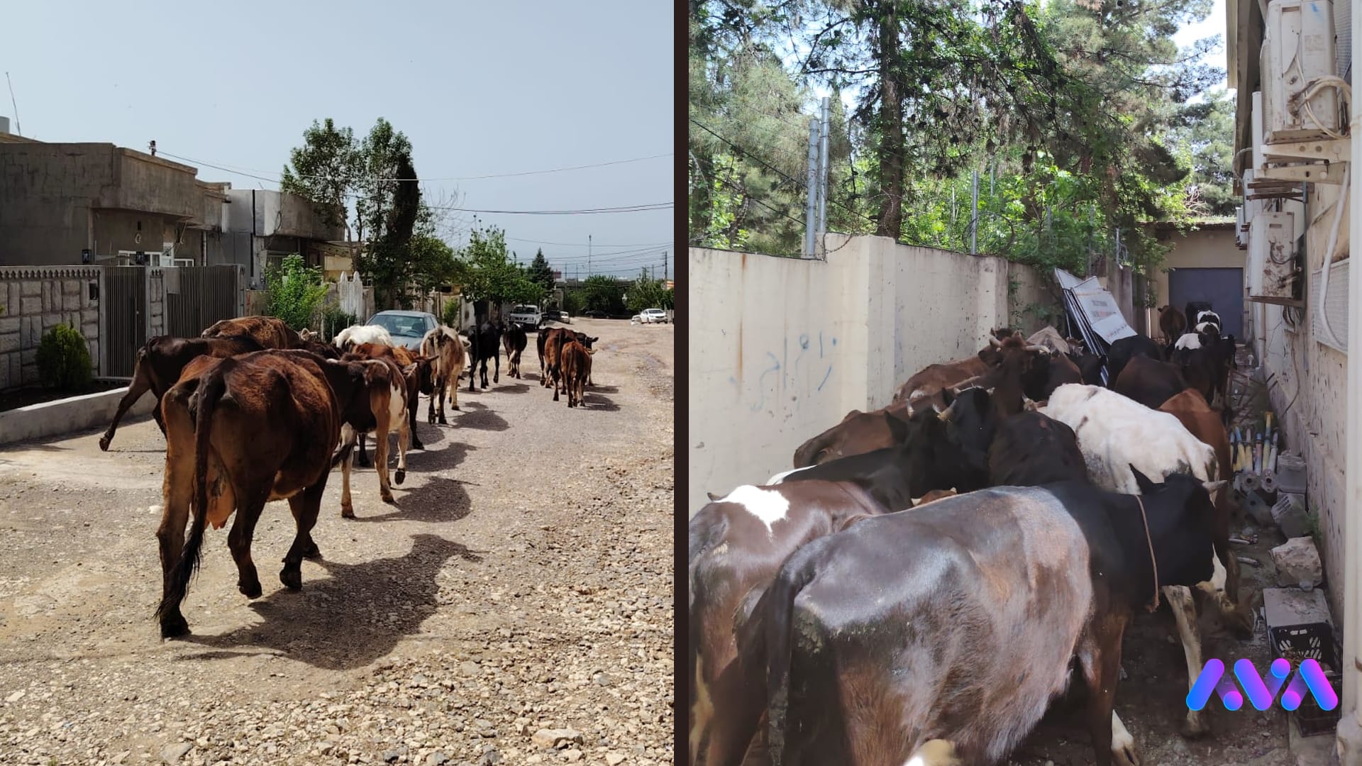 لە هەڵەبجە ژمارەیەک ئاژەڵی بەرەڵا دەستبەسەر دەکرێن