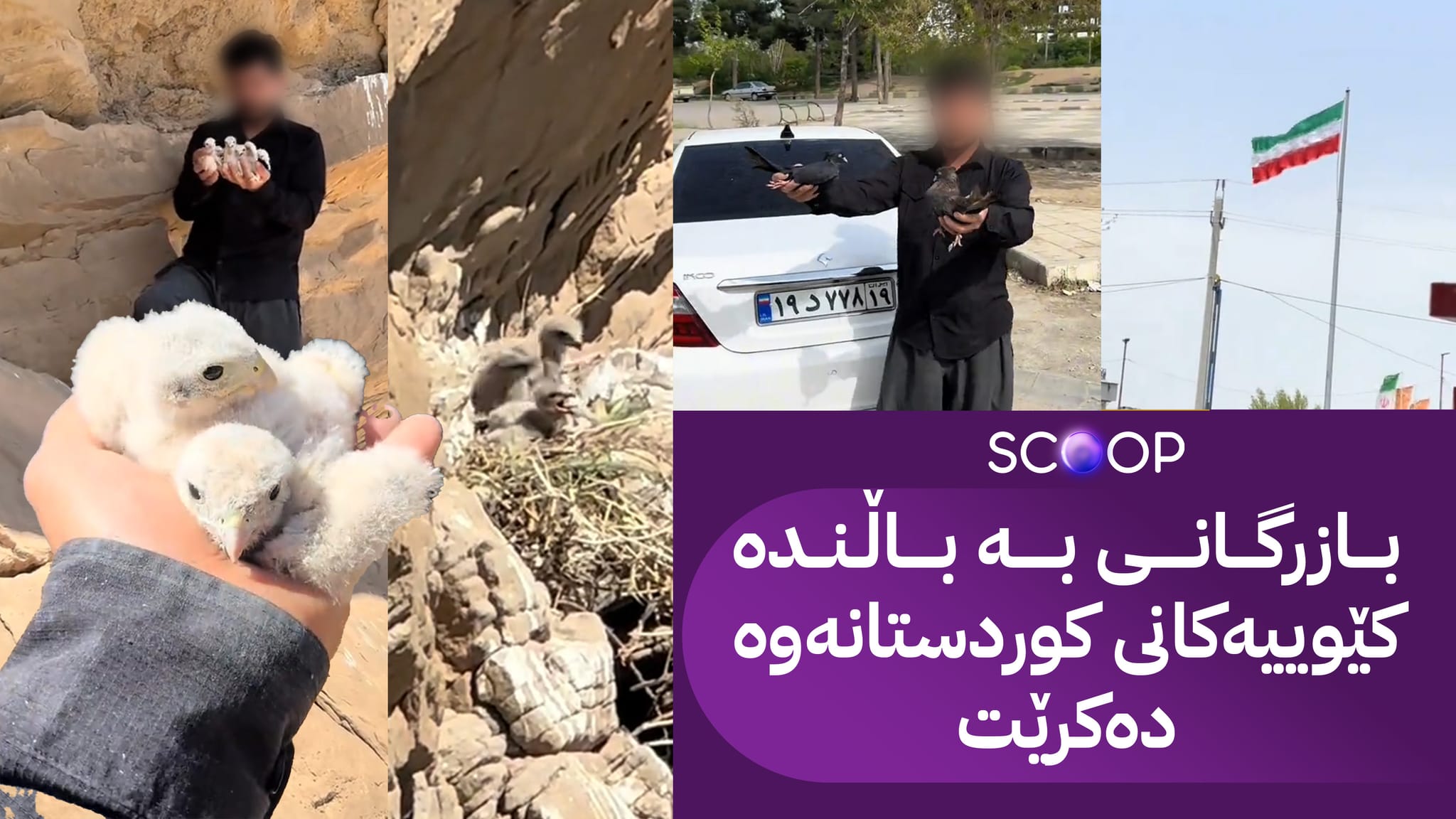 لە سنووری سلێمانی باڵندەی کێوی ڕاو دەکرێن و دەبرێنە دەرەوەی کوردستان