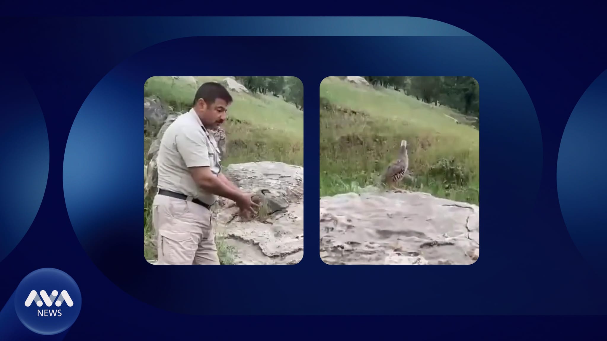 لە سنووری ماوەت بە بڕیاری دادوەر کەوێک گەڕێنرایەوە ناو سروشت