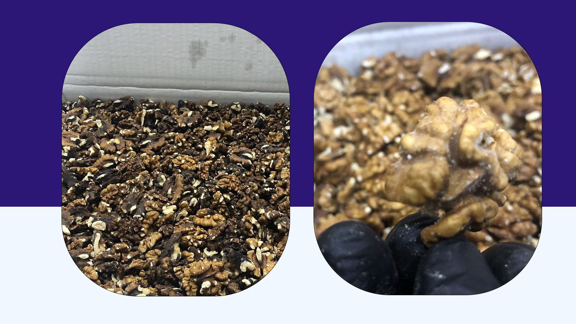 لە سلێمانی دەست بەسەر بڕێکی زۆر کاکڵە گوێزی خراپبوودا دەگیرێت