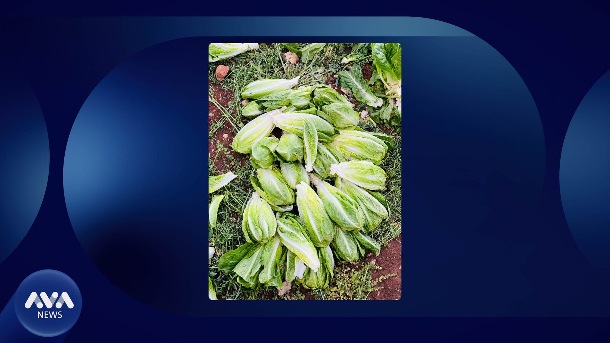 بەهۆی ساغنەبوونەوە جووتیارێک بەرهەمەکەی دەداتە مەڕ و ماڵات