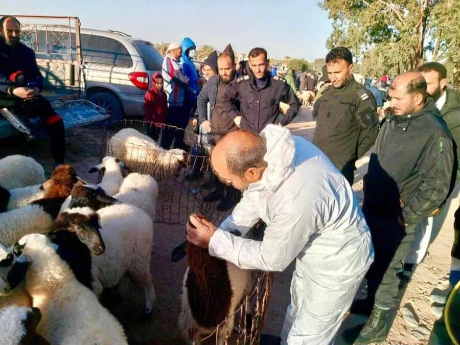 هاوردەکردنی ئاژەڵ بۆ بەغدا قەدەغە دەکرێت