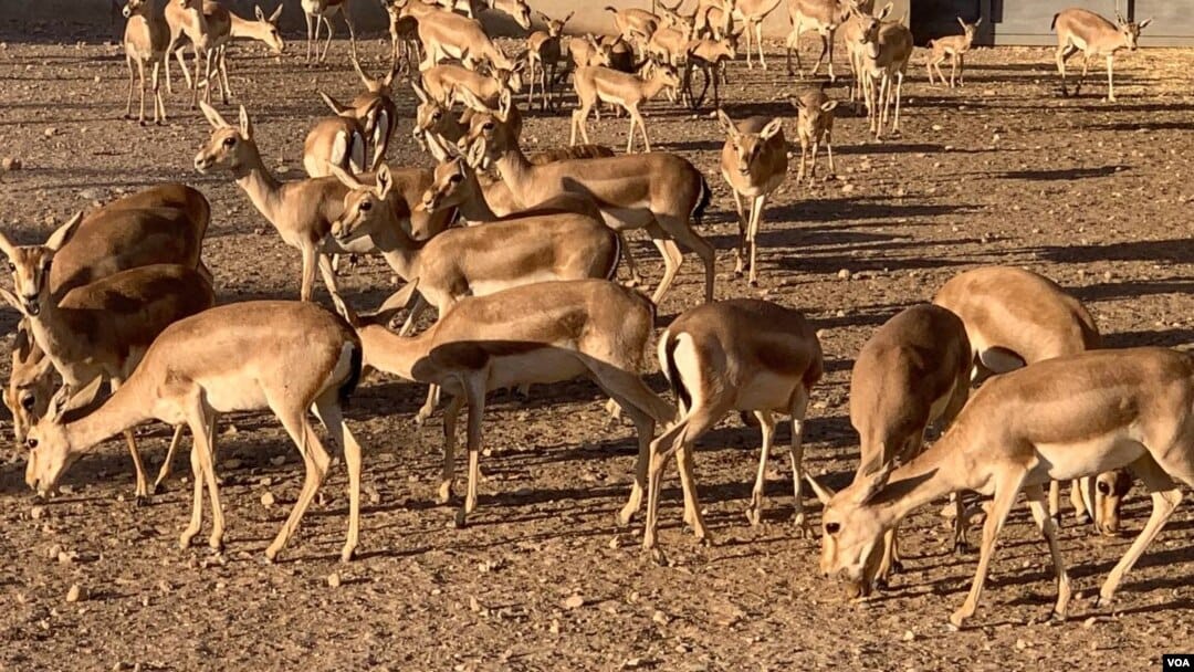 ئاڤا زانیاری لەبارەی چۆنیەتی مامەڵەکردن بە گۆشتی ئەو ئاژەڵە کێوییانەی ڕاوکراون دەخاتە ڕوو