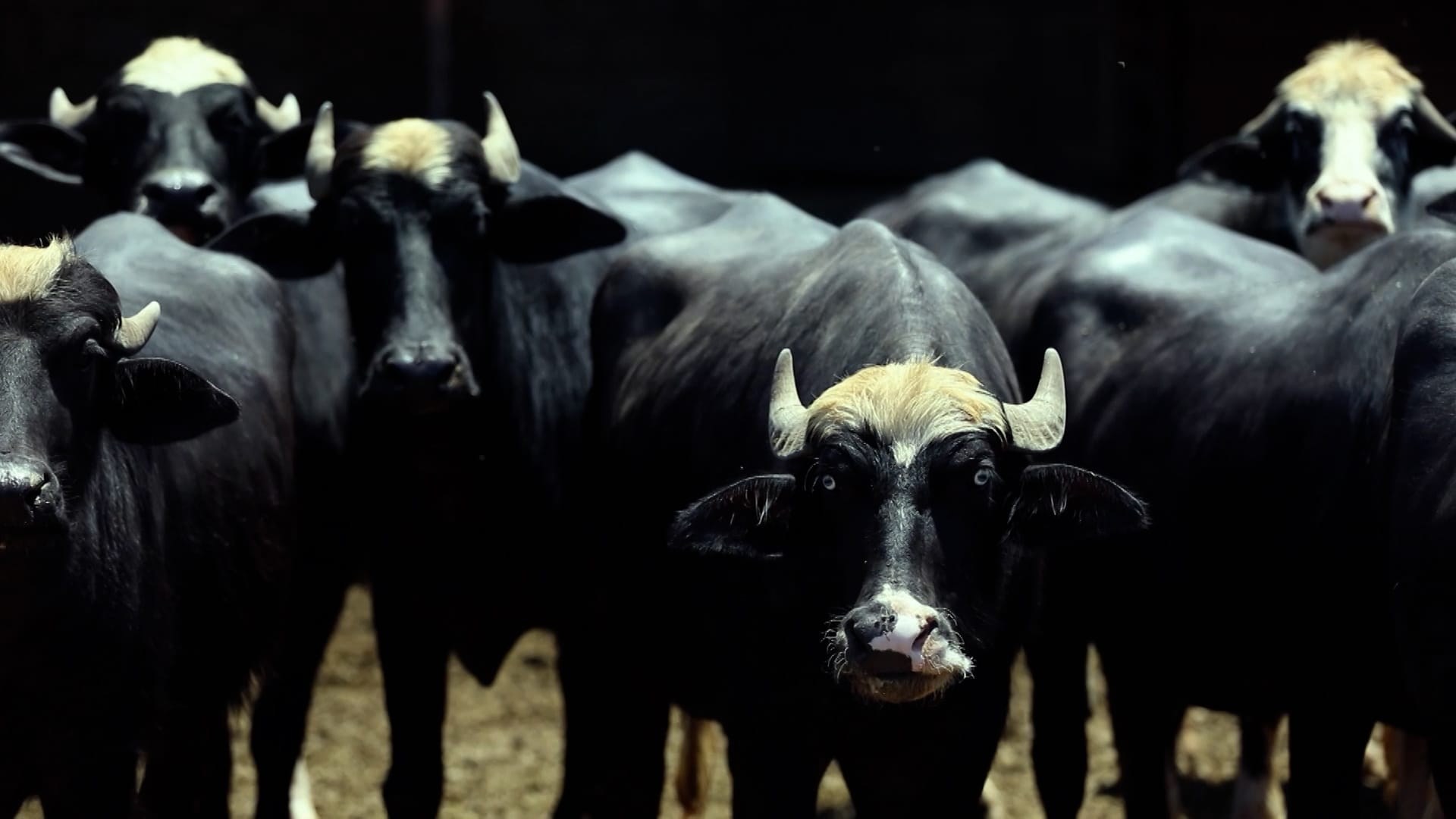 گومان دەکرێت تای خوێنبەربوون لە سنووری بەردەڕەش بڵاوبووبێتەوە