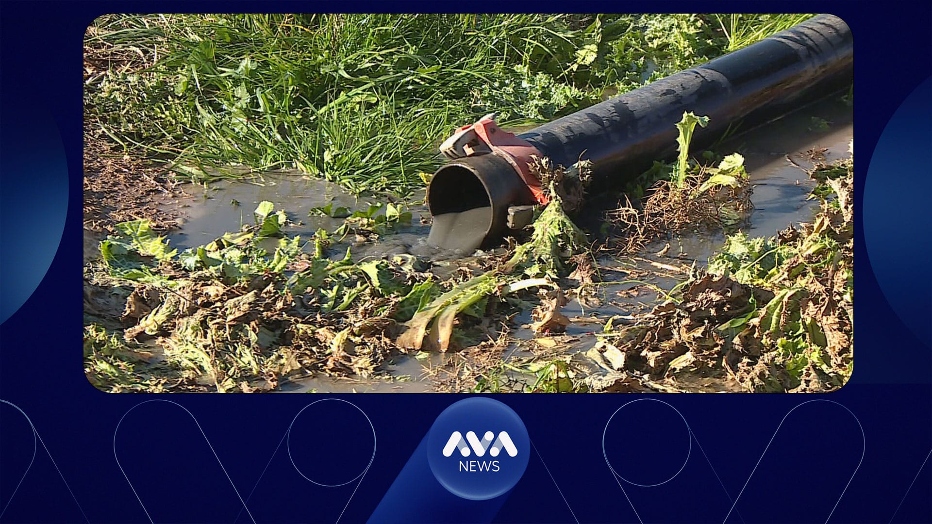 دوو کەس لەسەر چاندنی سەوزە بە ئاوی پیس دەستگیر کران