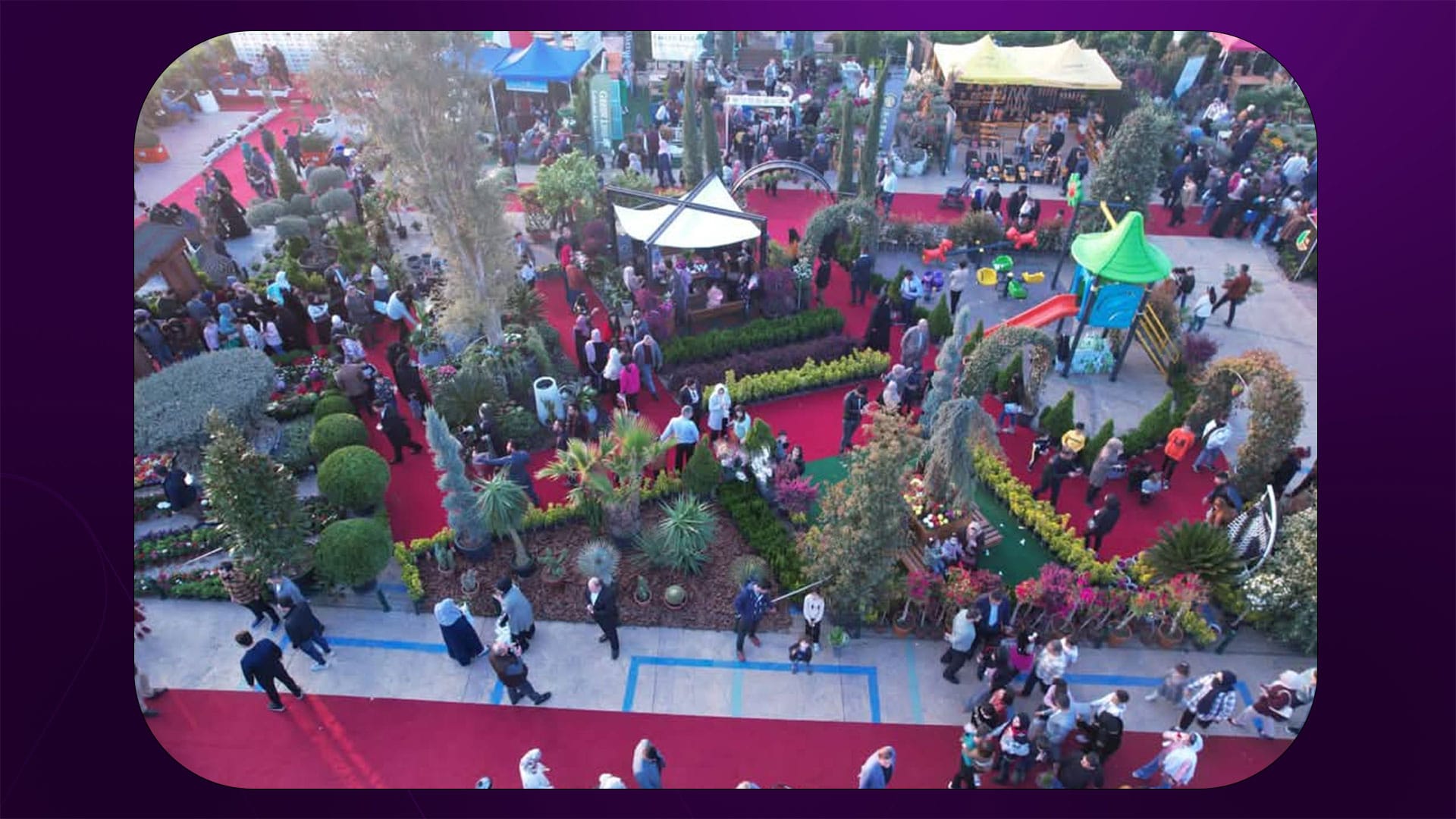 لە فێستیڤاڵی گوڵ و باخچەی هەولێر؛ دار زەیتونێکی تەمەن 200 ساڵە نمایش دەکرێت