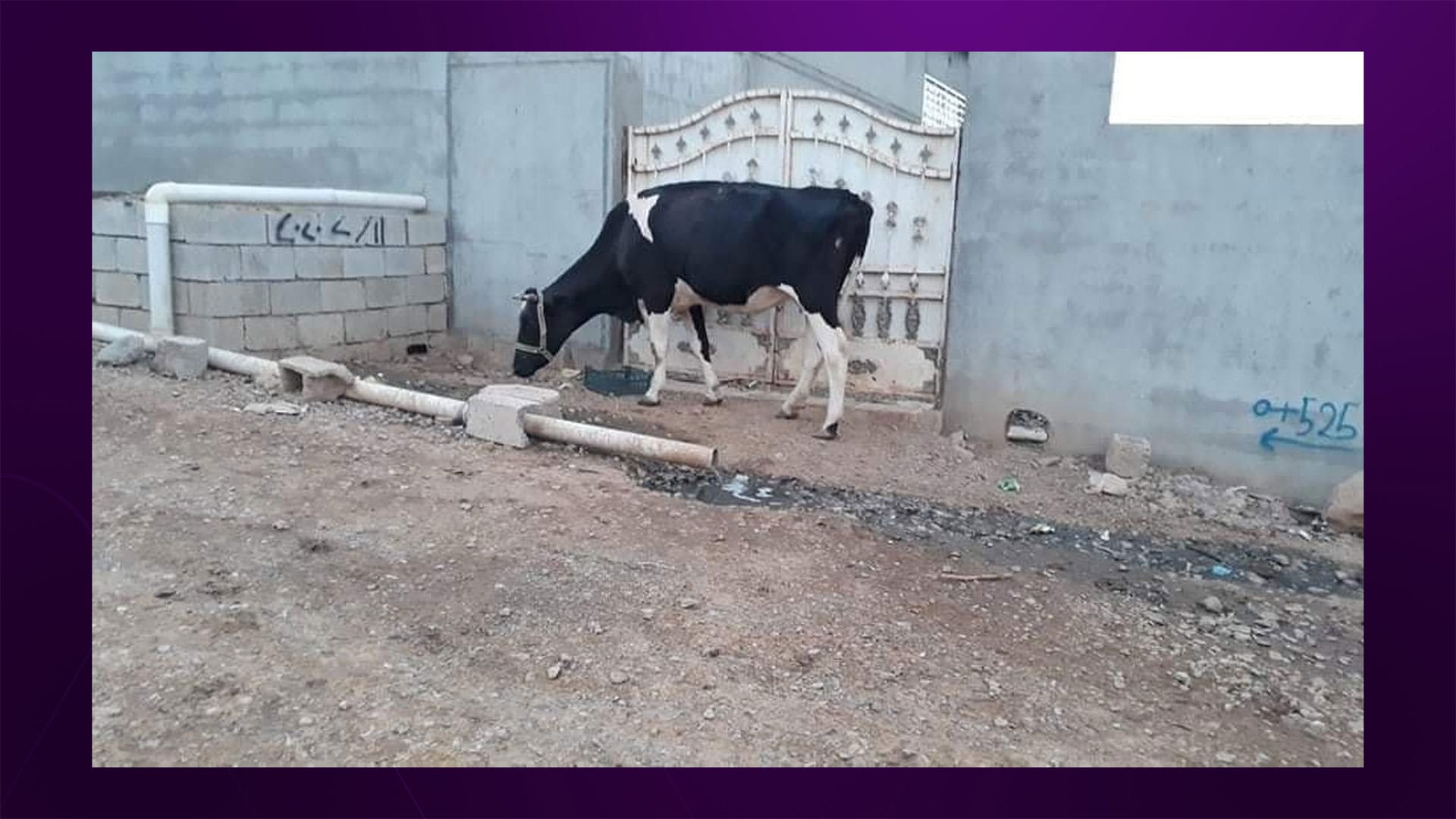 شارەوانی هەڵەبجە سزای پێبژاردن بۆ بەشێک لە ئاژەڵداران دیاری دەکات