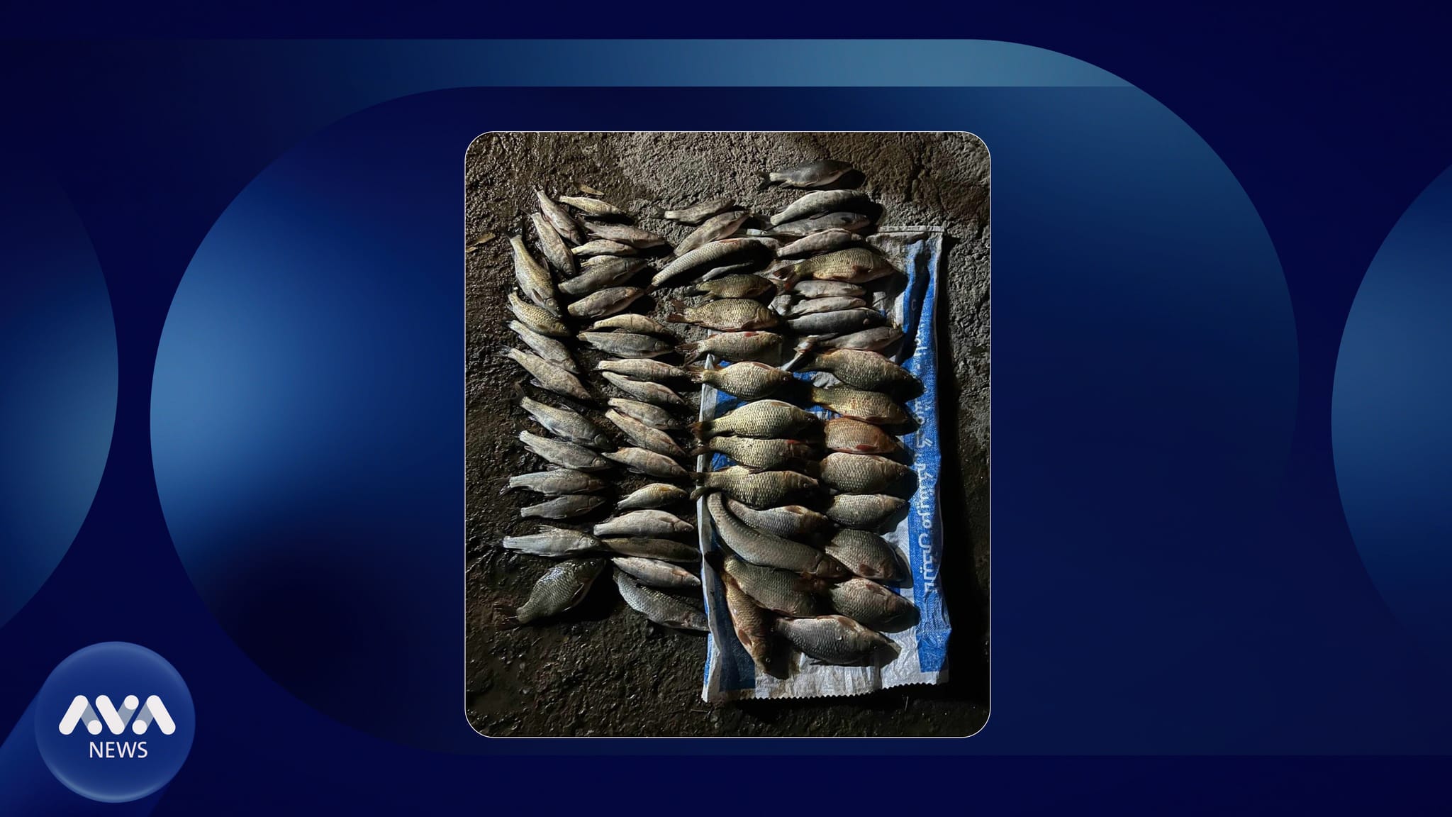 لە دەربەندیخان 62 ماسی ڕاوکراو دەستی بەسەردا گیرا