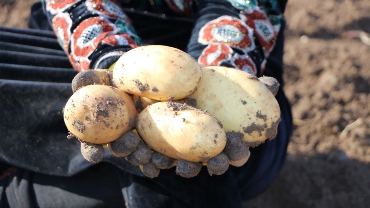 ئەمساڵ بەردەڕەش 300 هەزار تۆن پەتاتە بەرهەمدەهێنێت