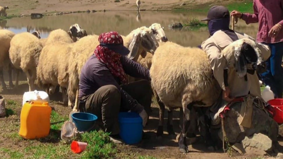 لە سۆران ژمارەیەک ئاژەڵدار بە 10 ملیۆن دینار سزا دران