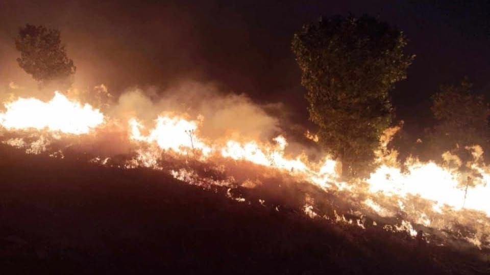 لە سنووری ناڵپارێز زیاتر لە 200 دار دەسووتێن و گومانەکان لەسەر ئاژەڵی کێوین