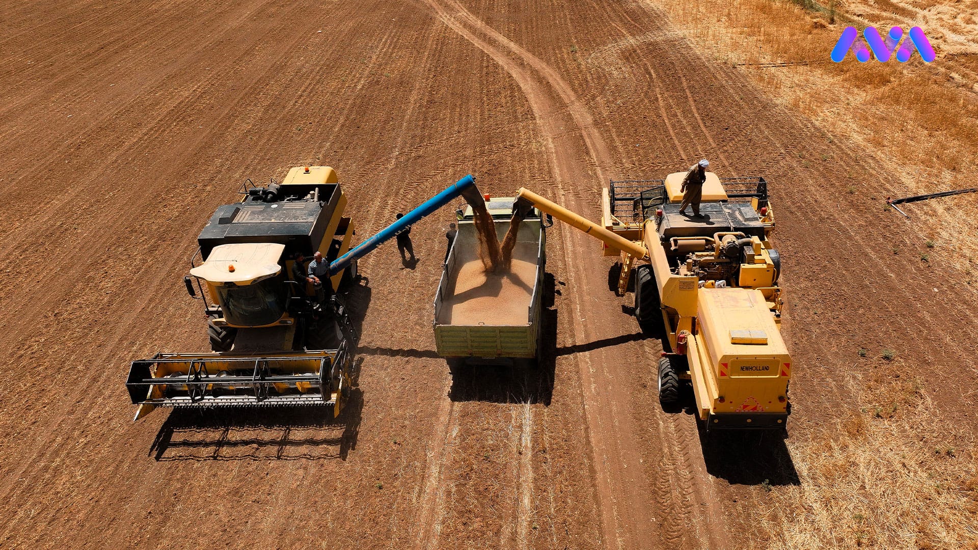 جووتیارانی دەشتی هەولێر دەستیان بەدروێنەی گەنمەکانیان کردووە