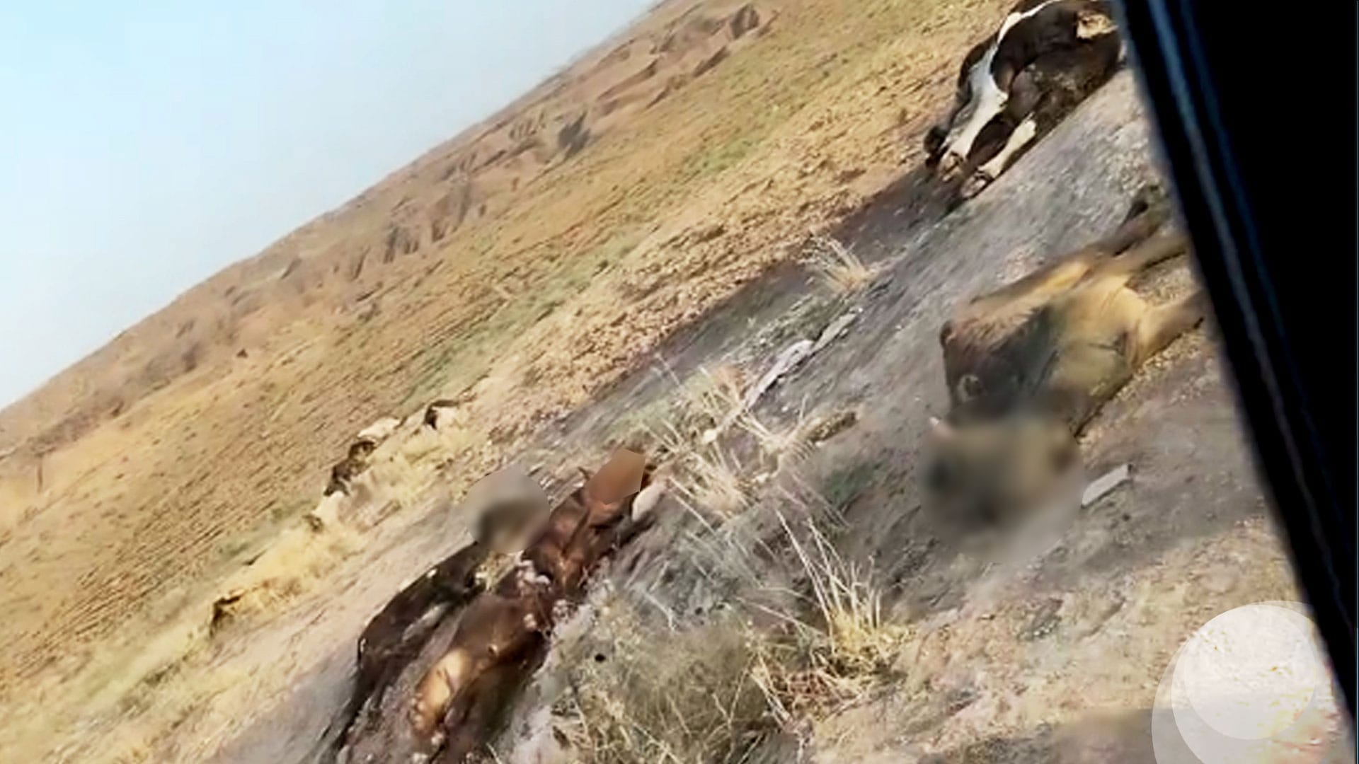 ئاڤا بەدواداچوون بۆ فڕێدانی چەند مانگایەکی نەخۆش لە سنووری کۆیە دەکات