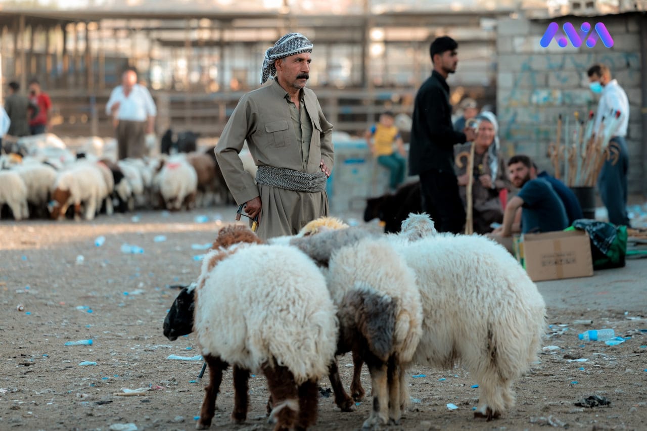هەر ئاژەڵێک لە دەرەوەی کوشتارگەکان بکرێت بە قوربانی دەستی بەسەردا دەگیرێت