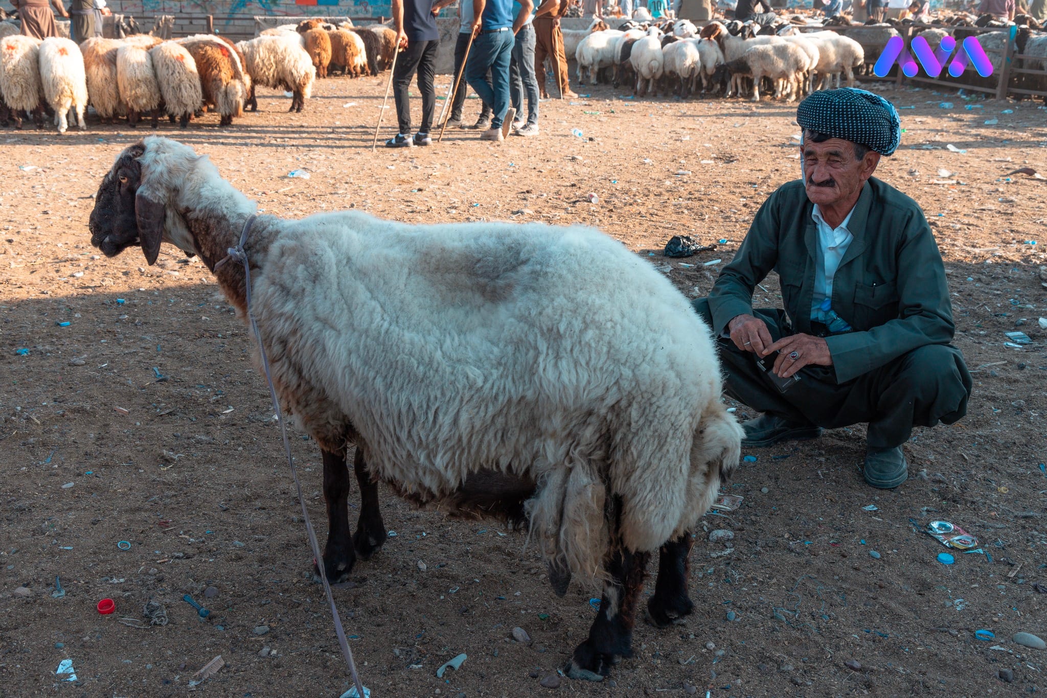 مەرجەکانی شیاوبوونی ئاژەڵی قوربانی چین؟