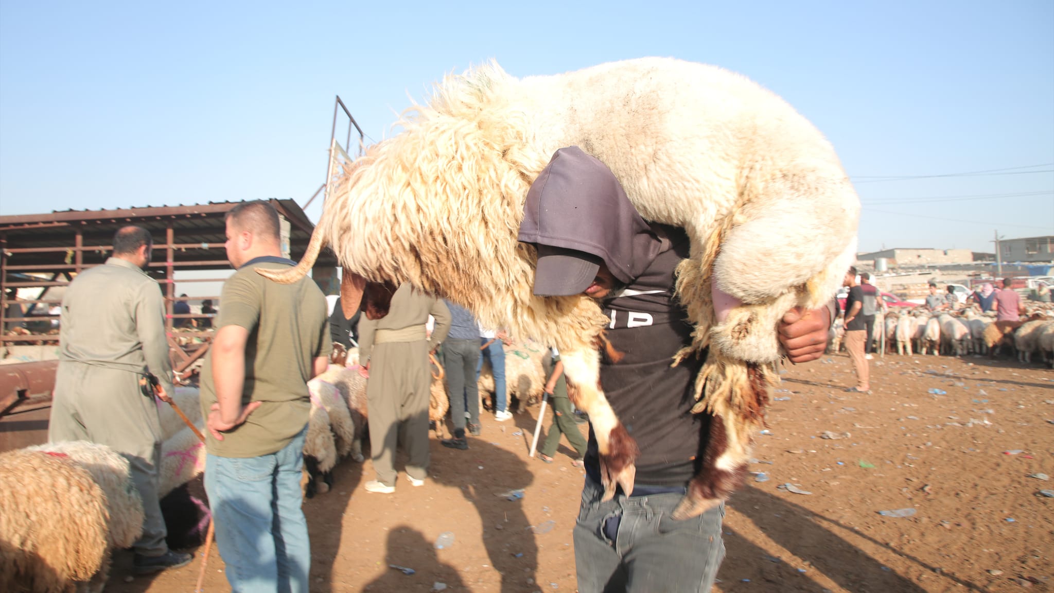 لە سلێمانی زیاتر لە 20 کەس بە هۆی فرۆشتنی ئاژەڵ لەسەر شەقامەکان دەستگیر دەکرێن