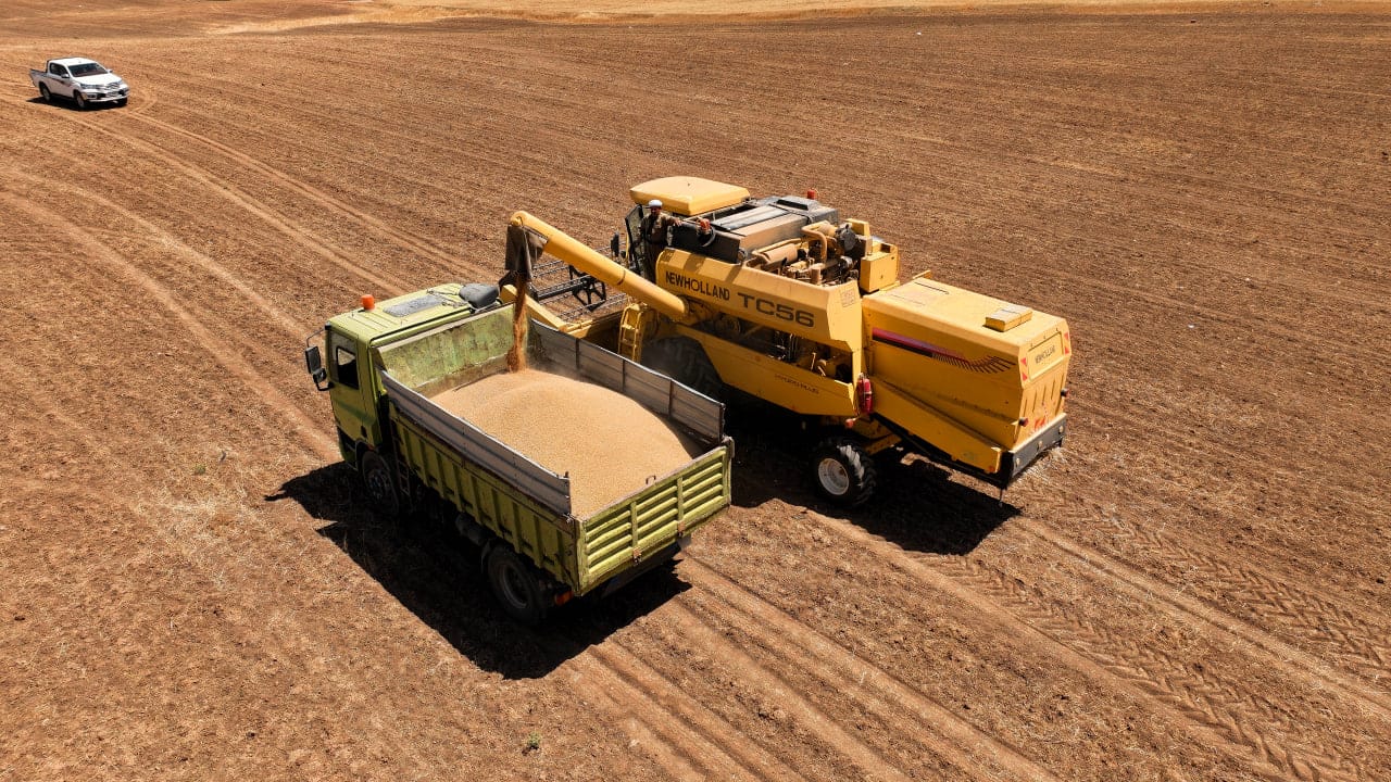 پرۆسەی وەرگرتنی گەنم لە سنووری سلێمانی دەست پێدەکات