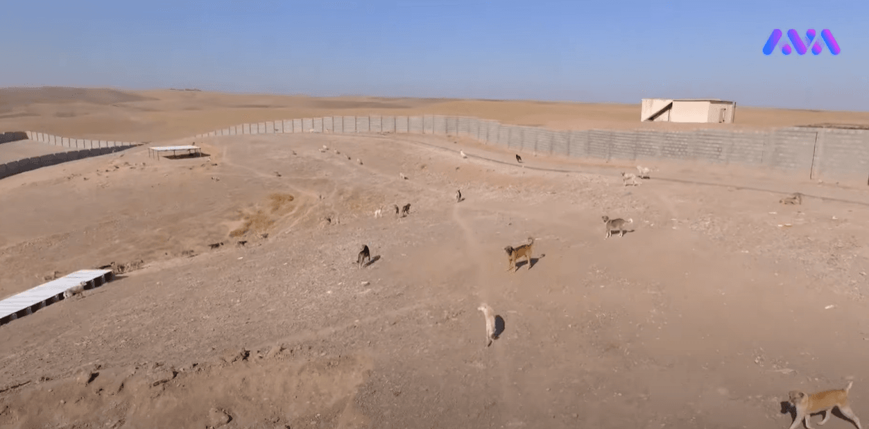 ڕۆژانە زیاتر لە 50 سەگی بێلانە لە هەولێر کۆدەکرێنەوە