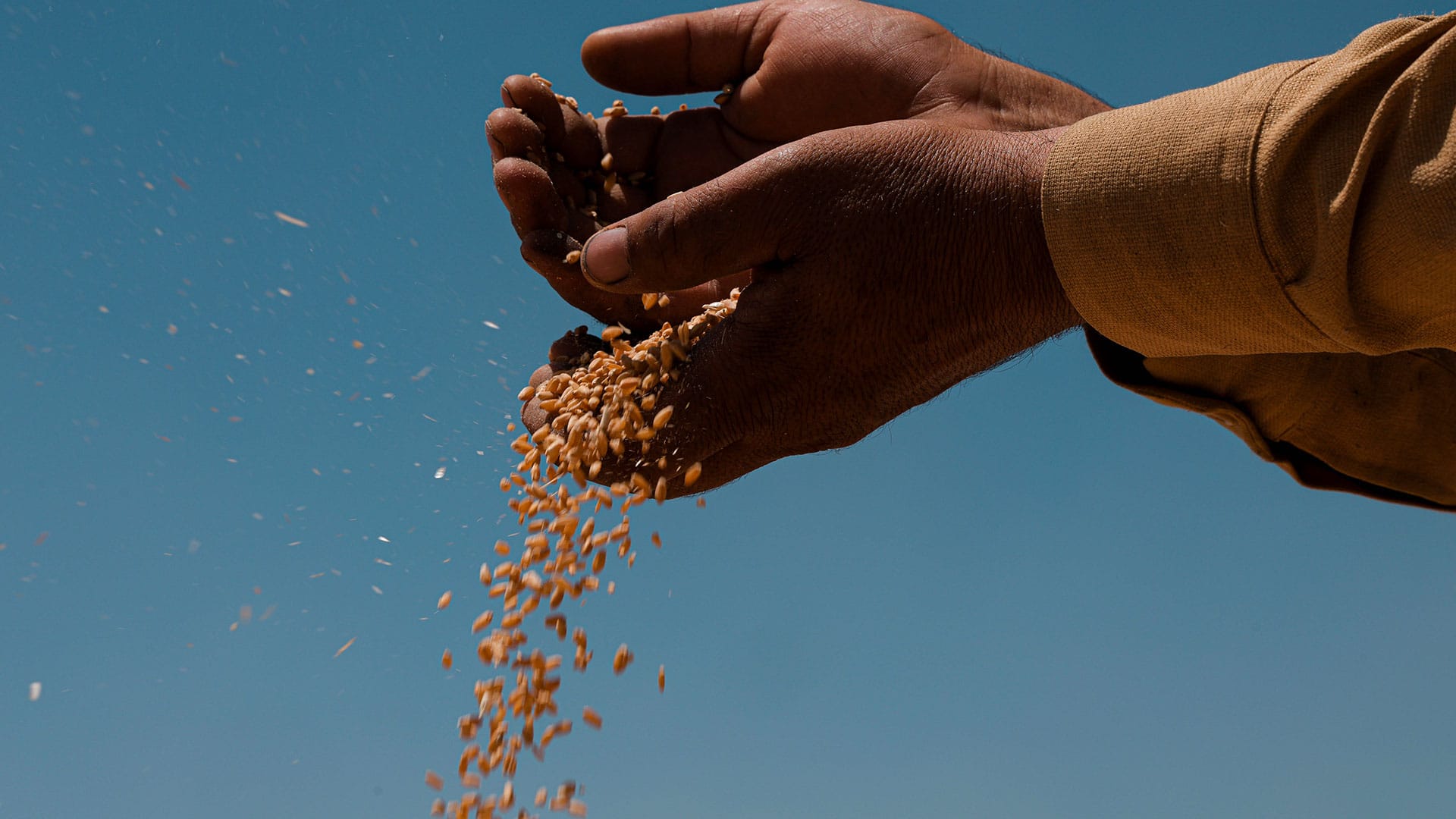 دوو کۆمپانیای ناوخۆیی گەنمی جووتیارانی هەرێمی کوردستان وەردەگرن