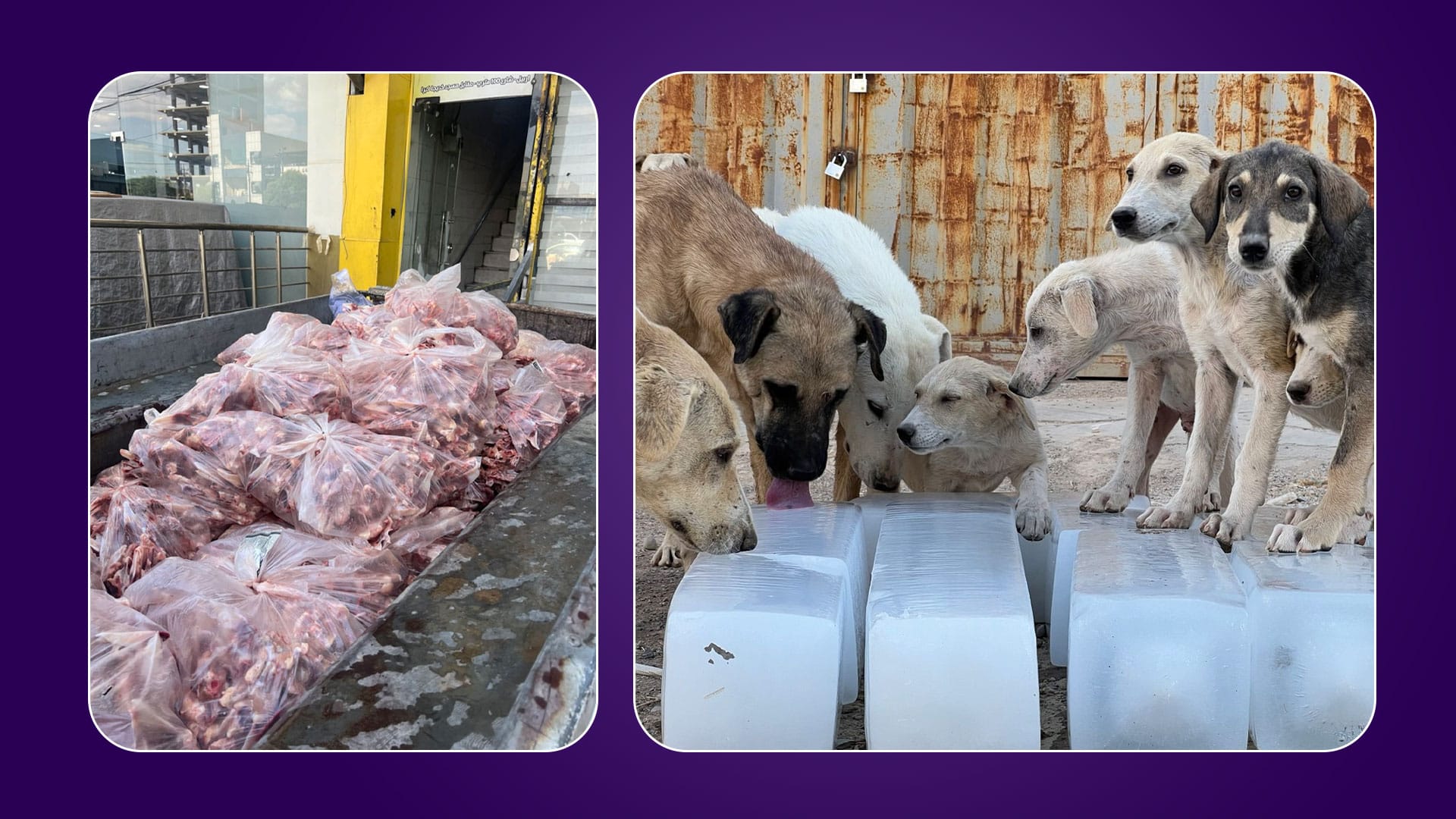 گەنجێکی کورد بەشێوەیەکی جیاواز سەگە بێلانەکان لە گەرمای هاوین ڕزگار دەکات