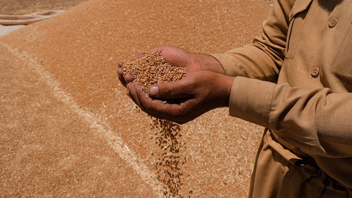 هەفتەی داهاتوو گەنمی جووتیارانی گوێڕ و دیبەگە وەردەگیرێت