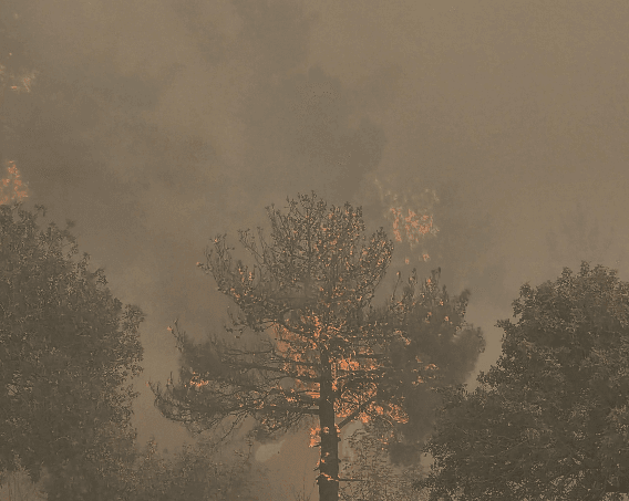 لە دهۆک دوای 20 کاتژمێر ئاگر نزیکەی 300 دۆنم دارستان سووتا