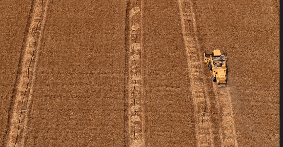 کشتوکاڵی عێراق: ئەمساڵیش لە بەرهەمی گەنمدا گەیشتینە ئاستی خۆبژێوی