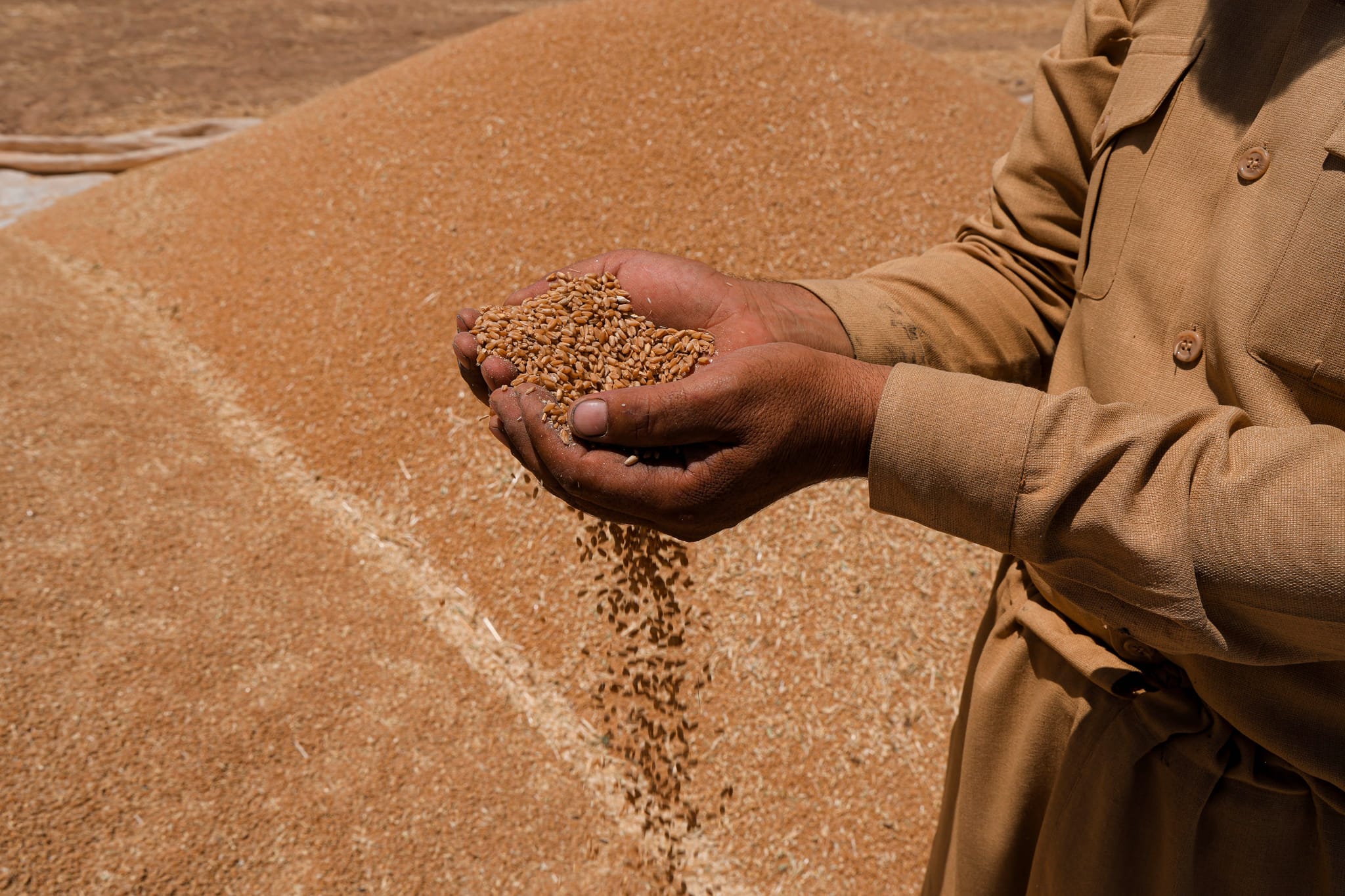 پرۆسەی وەرگرتنی گەنمی جووتیاران لە کەرکووک درێژ دەکرێتەوە