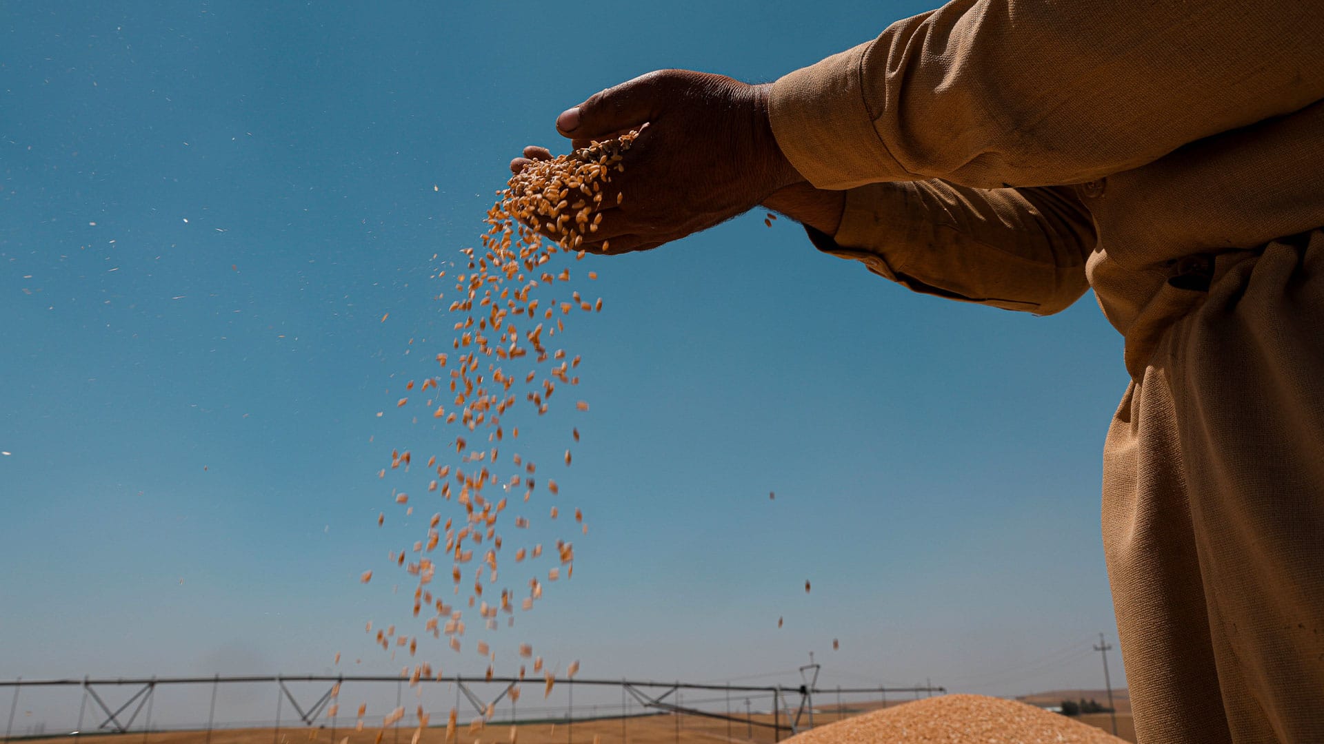 دوو تەرزی نوێی گەنم لە هەرێمی کوردستان تۆمار دەکرێن