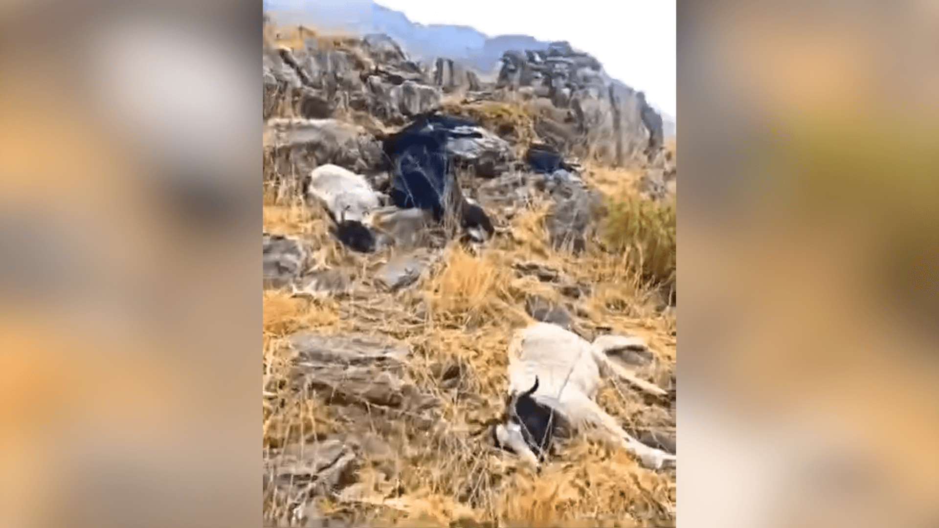 بەهۆی هەورە برووسکەوە ژمارەیەک سەرئاژەڵ مردار دەبن